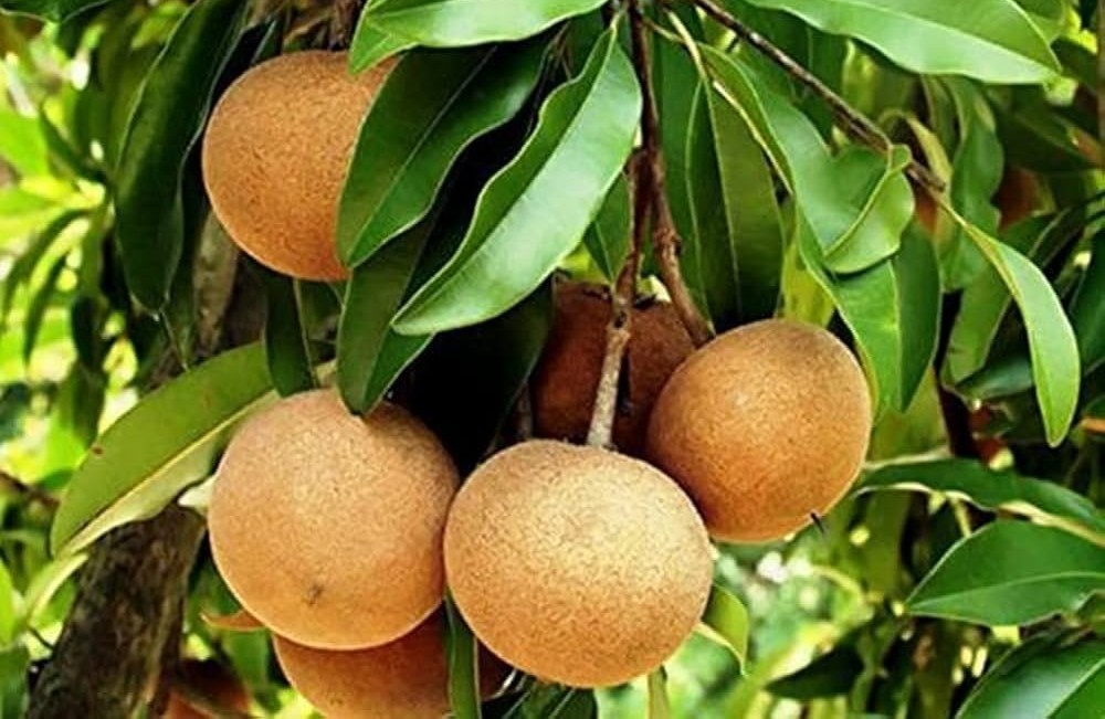 Joy Roy Gardens Sapotas